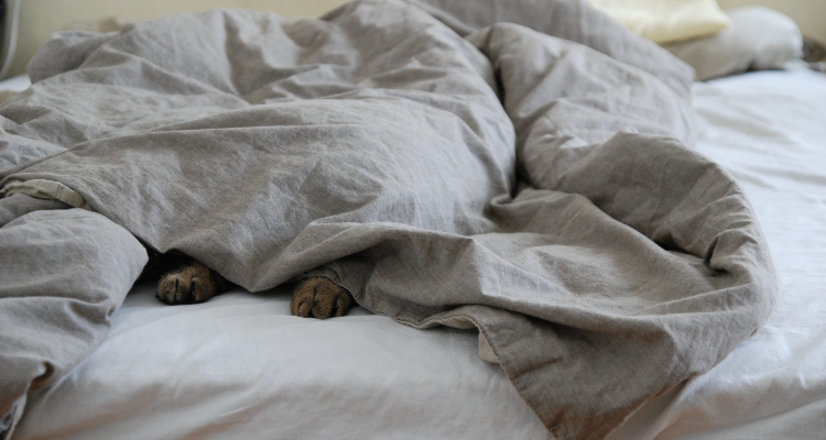 Best Bamboo Comforter